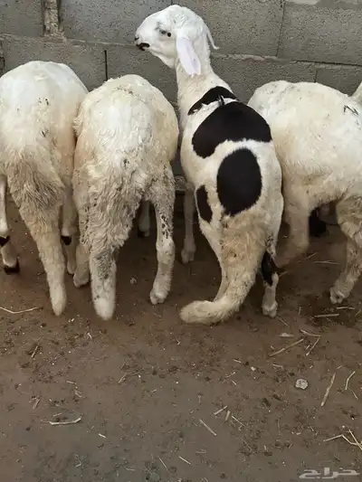 سواكن محليه انتاج 9