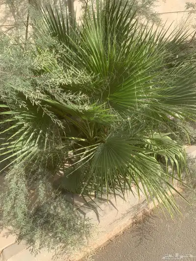 نخل وشنطني للبيع 1