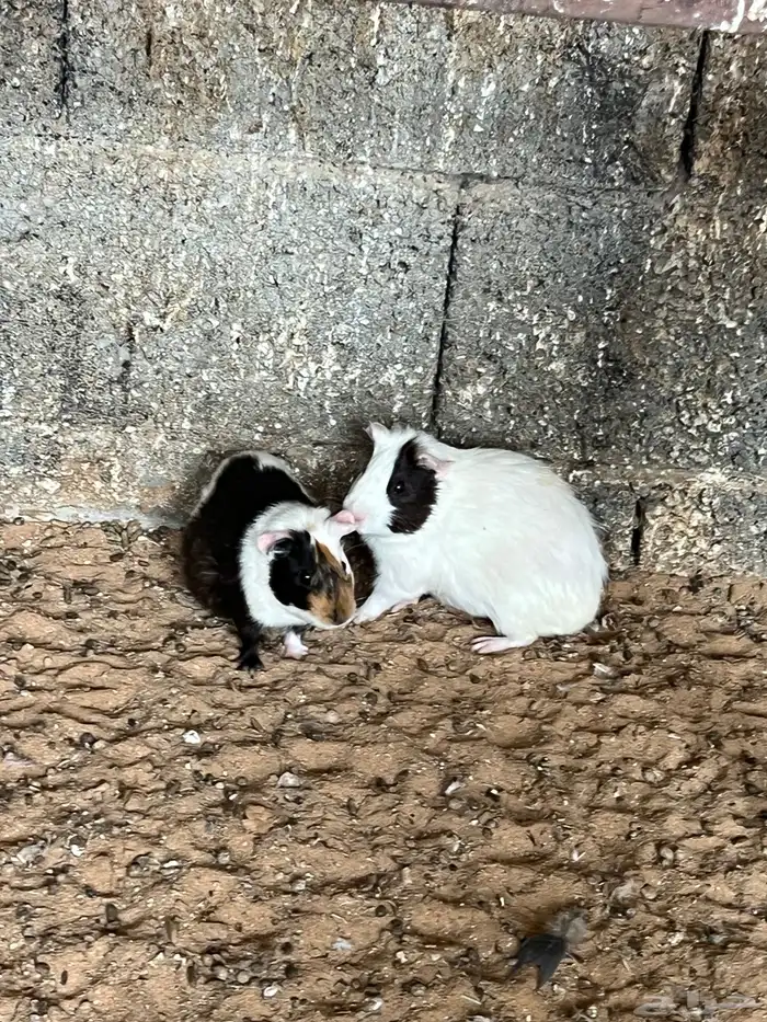 بلديه و برا ن 8