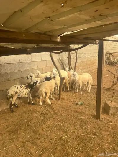 خرفان للبيع بلدي شرط 3