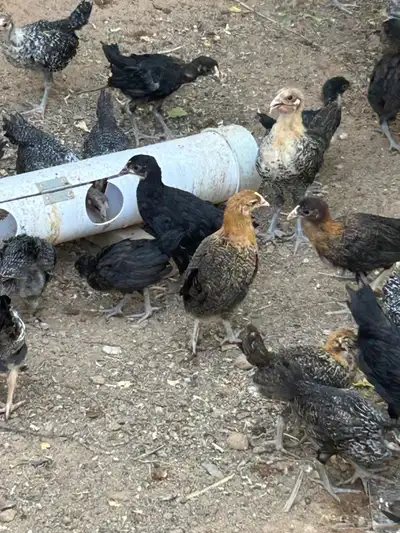 للبيع صوص 3
