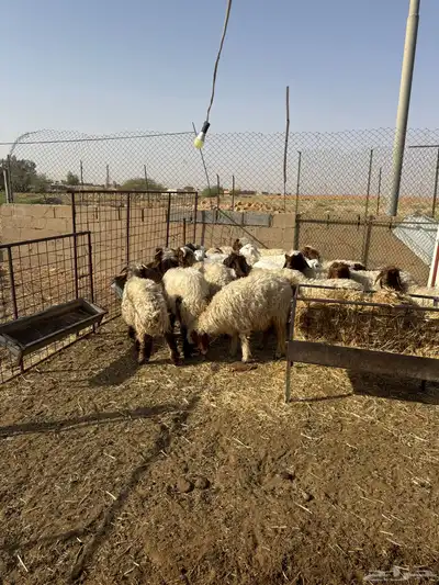 بهم نعيم العدد 16 0