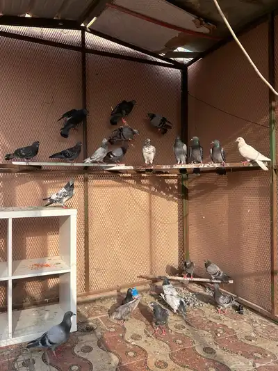 حمام 4