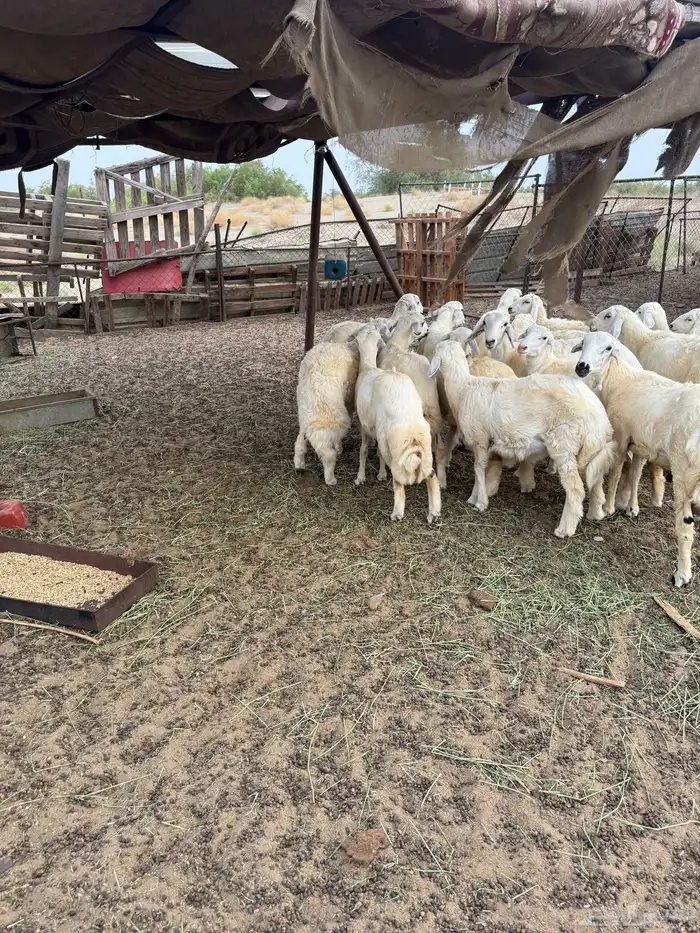 طليان حرية ذبح 2