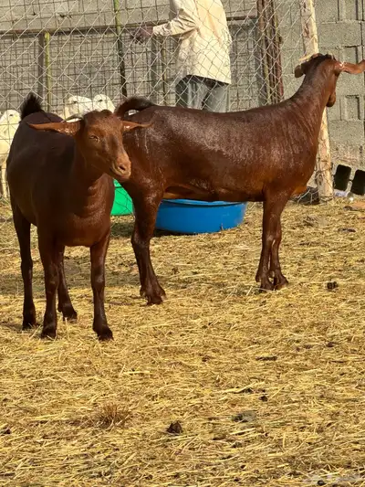 جفرتين عناقين دهم نادرة لأهل الصنف 0
