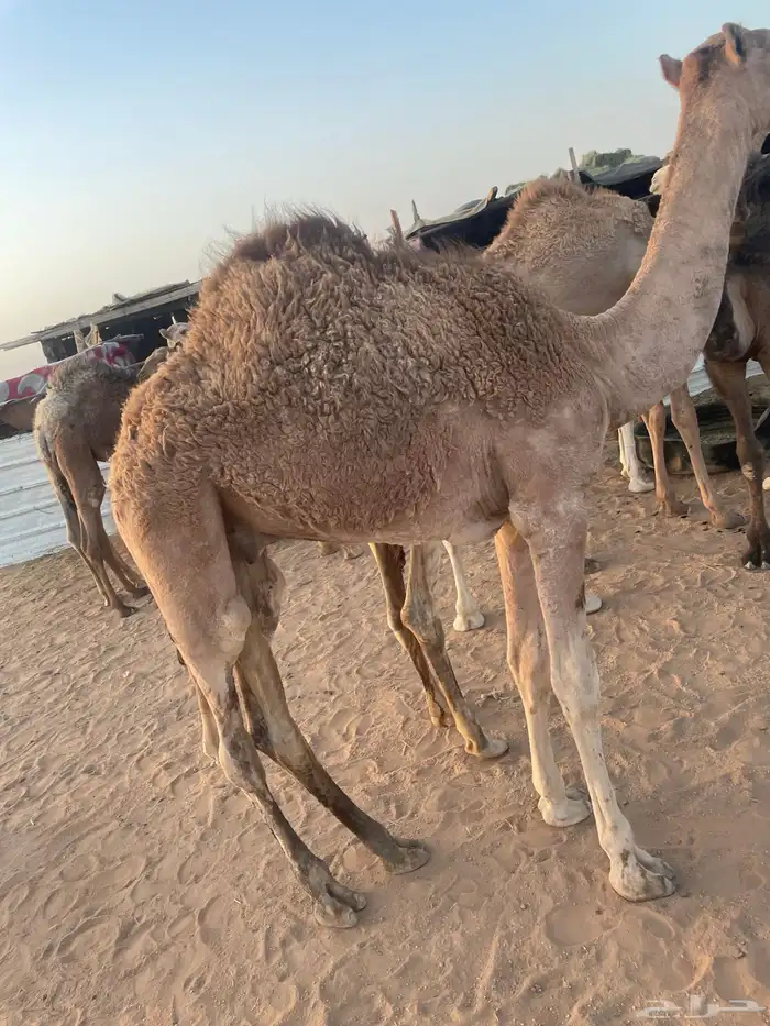 حشو للبيع 0
