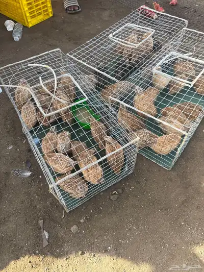 ذكور سمان 0