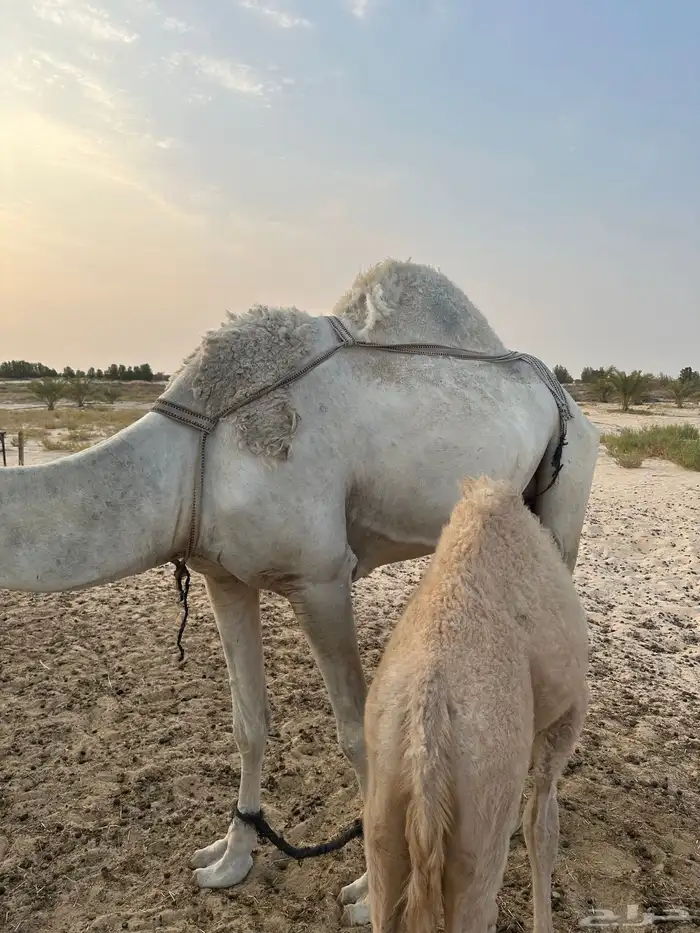 للبيع خلفه وضحا وتحتها قعود غرنوقي 3