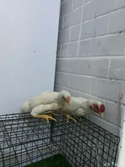 طقمين دجاج قزم 6