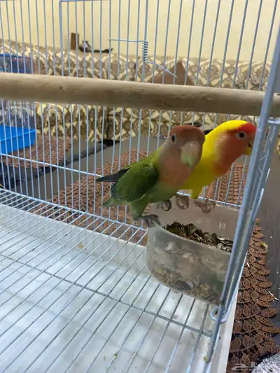 جوز روز اليف 2