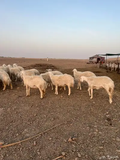غنم حري 2