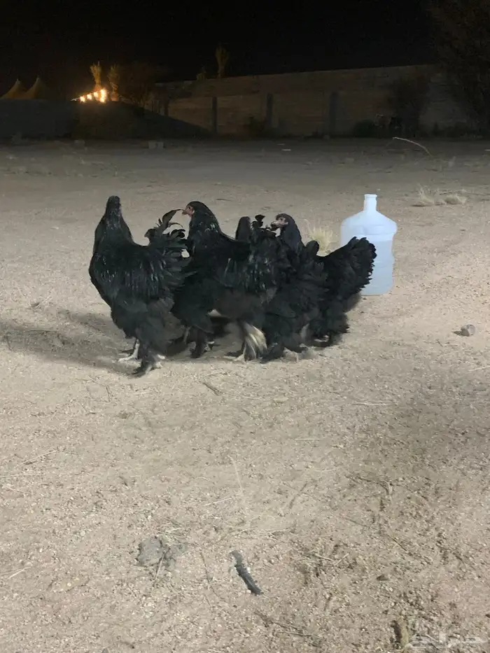 طقمين براهما اسود صك 7