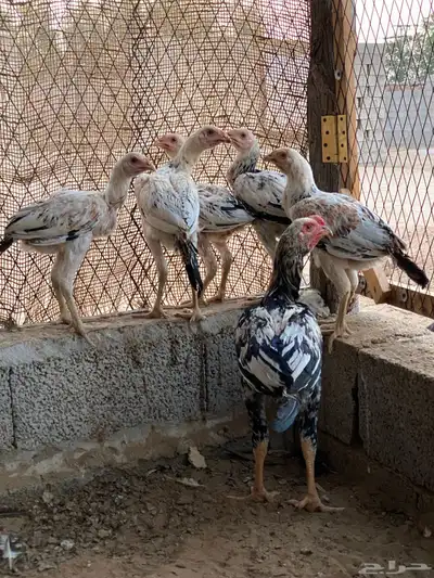 دجاج باكستاني 2