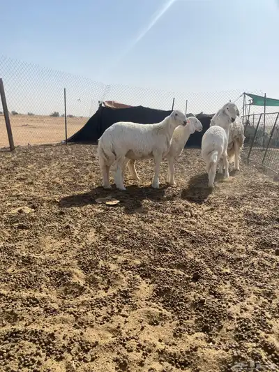 خرفان مشاريع فحول طيبه معرفه 3