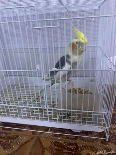 عصفور للبيع على السوم 2