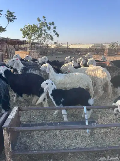 ضان نجد صنف 4