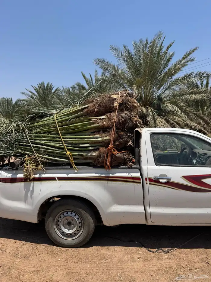 نخيل لبيع 3