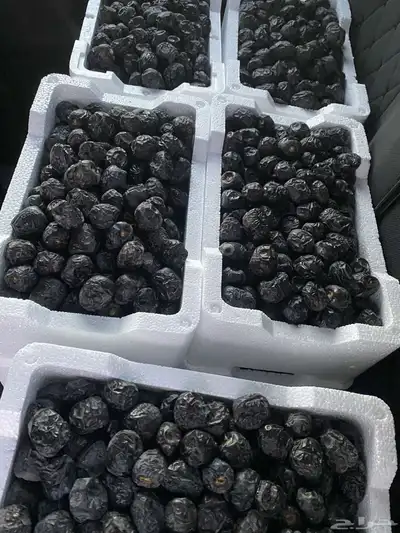 تمر عجوه عضوي 1