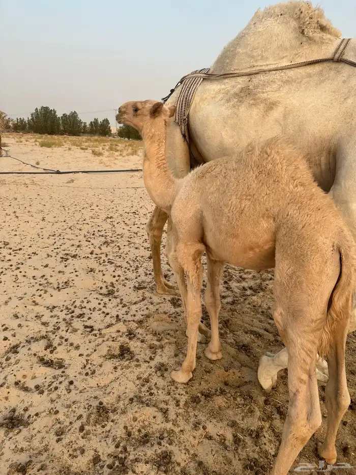 للبيع خلفه وضحا وتحتها قعود غرنوقي 5