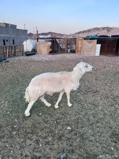 خروف حري و نعجه حايل سمين 5