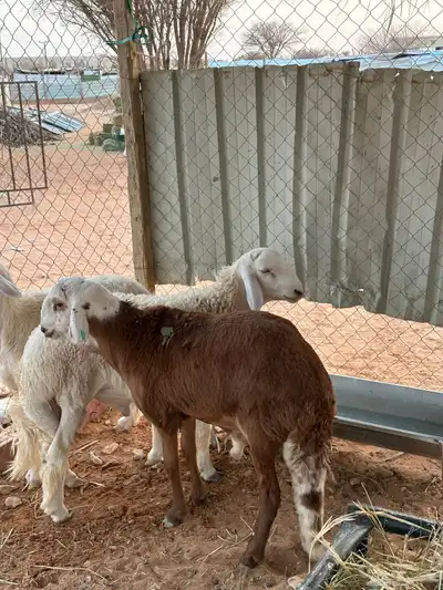 سواكني للبيع 3