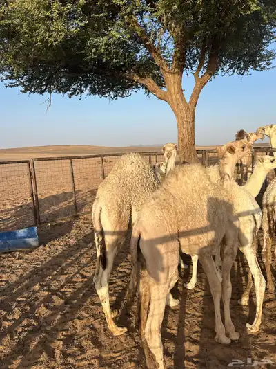 قعدان 3