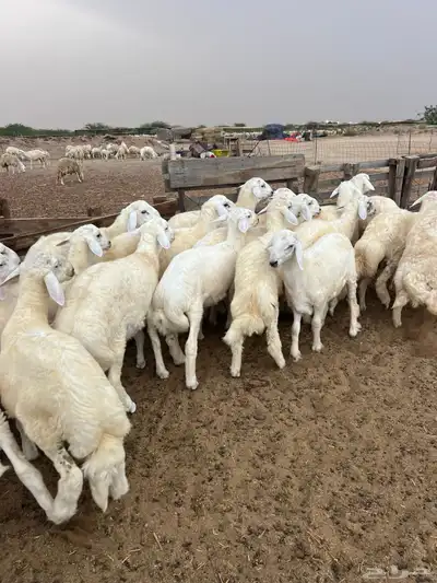 طليان مناسبات فاخره 2