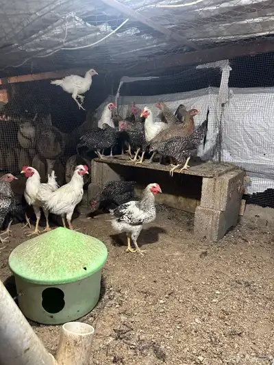 طيور   دجاج   ديوك 6
