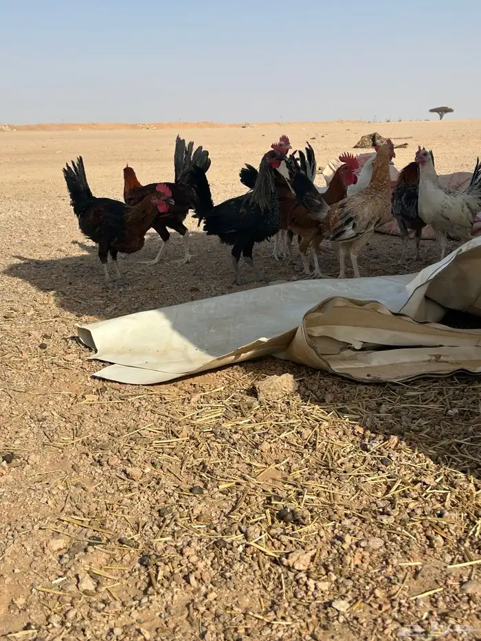 البيع ديكه 5