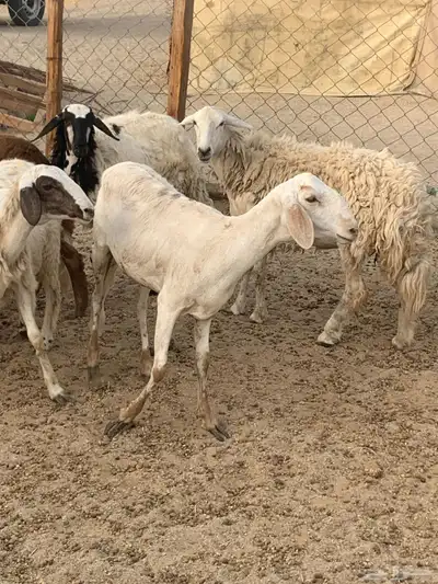 للبيع رخال سواكنيات ومعزا عوراض 10