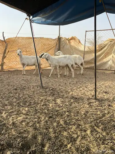 غنم دفيع 1