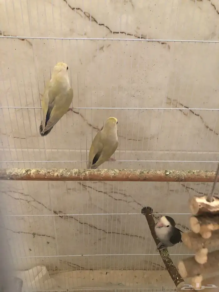 زوج روز اينو للبيع البيع سمح ( تم البيع) 3