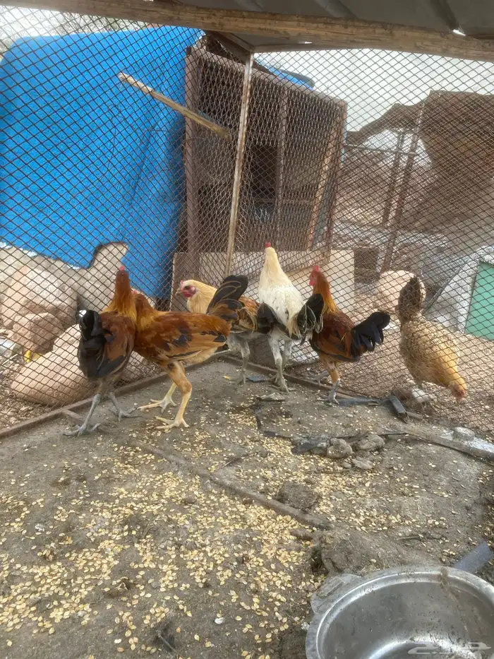 دجاج بلدي 3