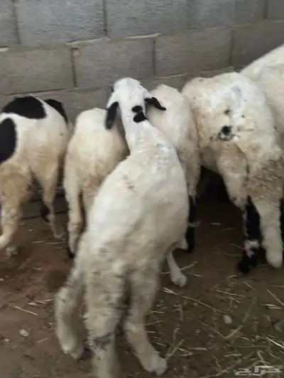 سواكن محليه انتاج 1