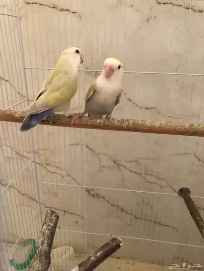 زوج روز اينو للبيع(البيع مستعجلل والبيع سمممح) 0
