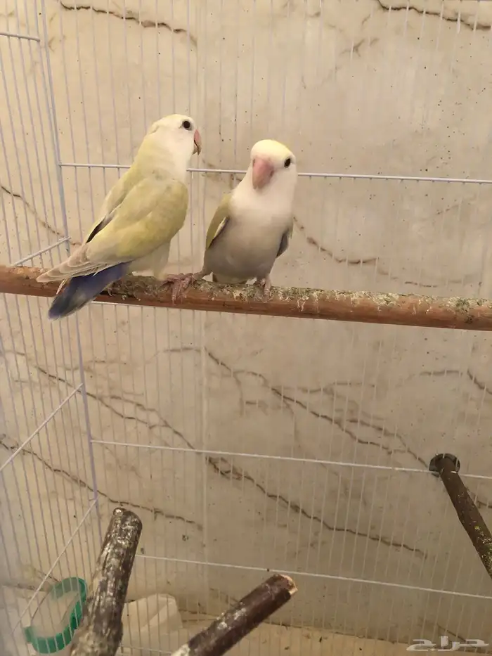 زوج روز اينو للبيع البيع سمح ( تم البيع) 0