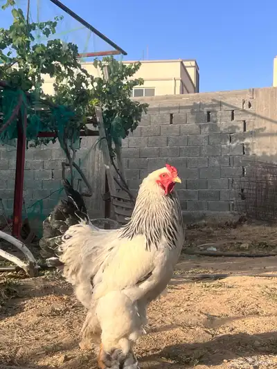 ديك براهما كولمبي بيور دم صافي منتج. 4