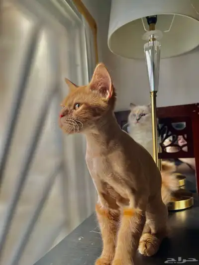 For adoption orange cat 2