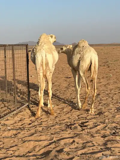 قعدان 2