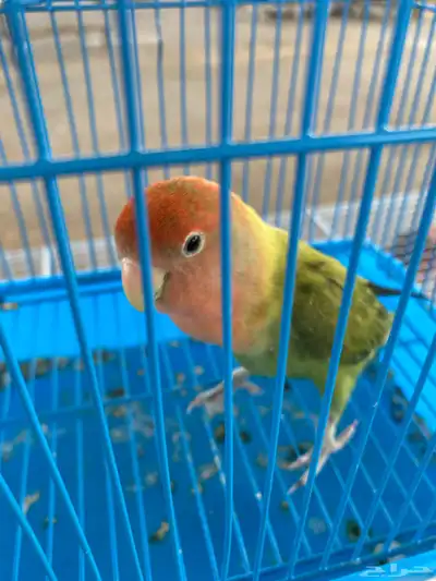 روز 2