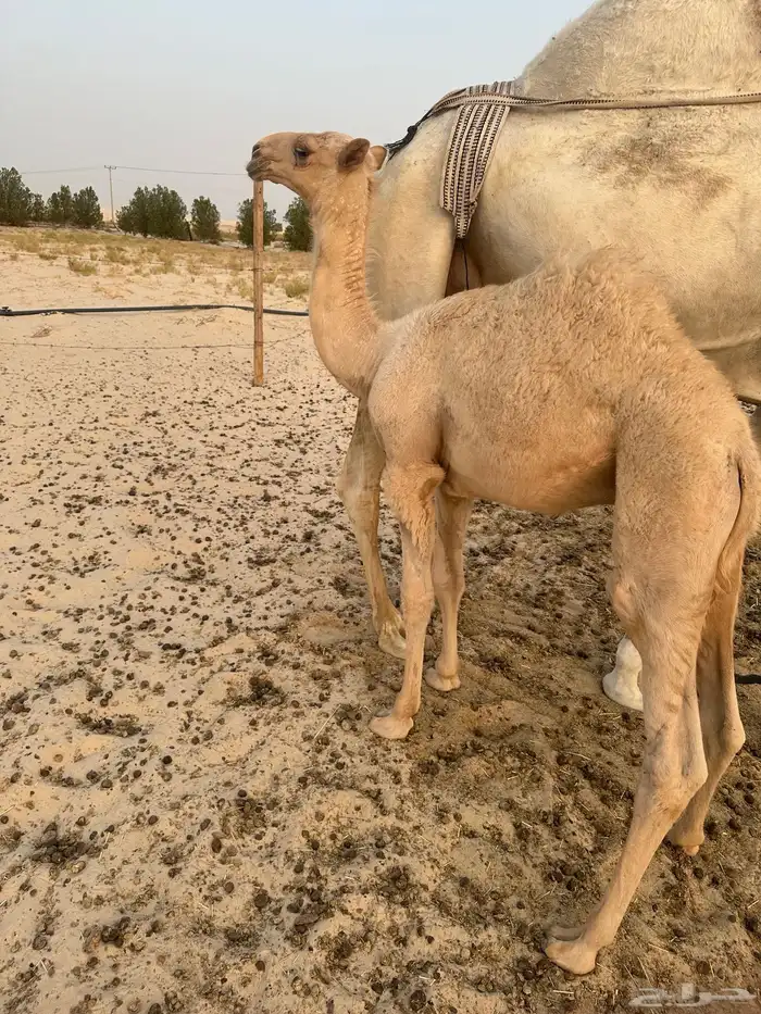 للبيع خلفه وضحا وتحتها قعود غرنوقي 4