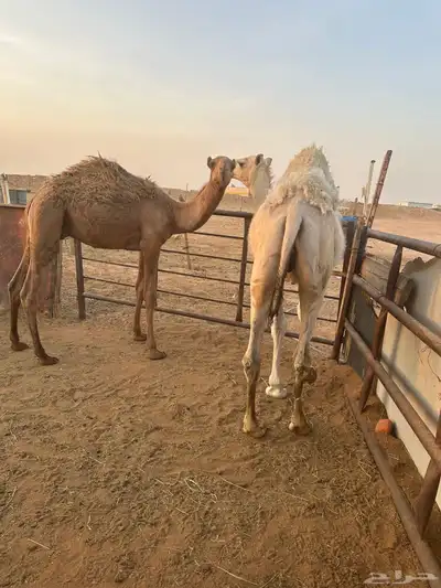 قعود قصب طيب 0