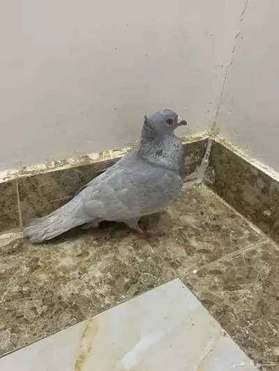 حمام 1