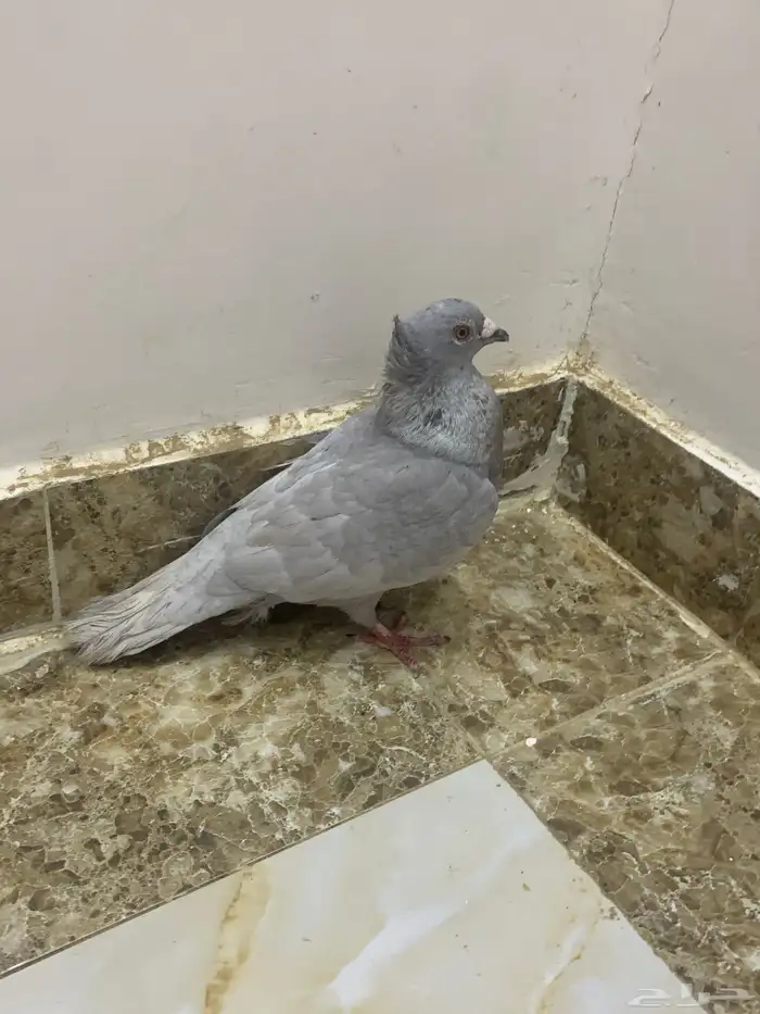 حمام 1