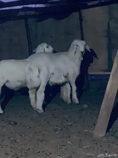 بيع خرفان 1
