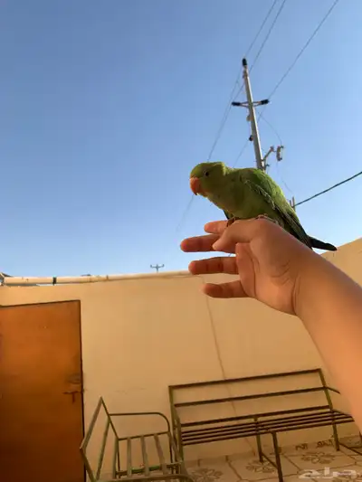 دره هدد خارجي تم البيع 0