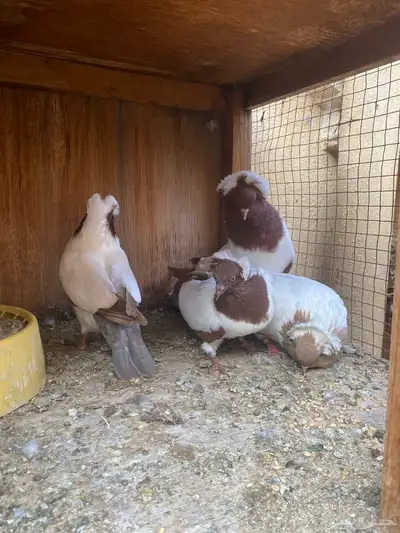 جوز سوداني 2