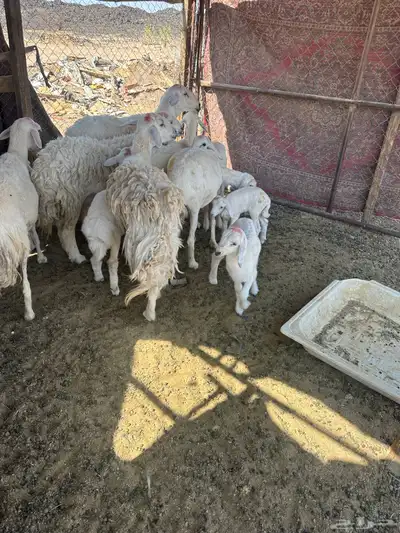 ضان بعيالها روم وديوس سلم وكلها سدس وحده رباع 3