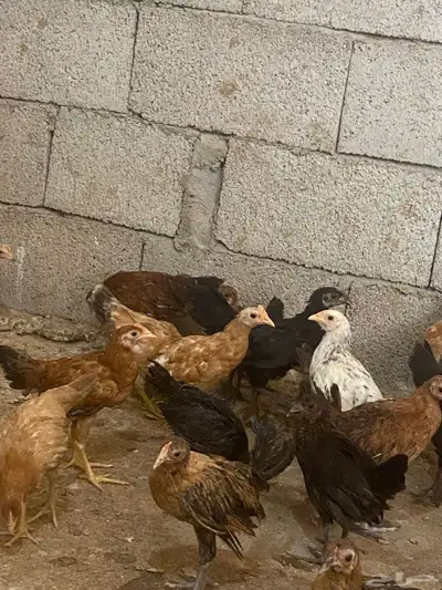 دجاج بلدي 1