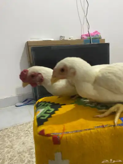 طقمين دجاج قزم 3